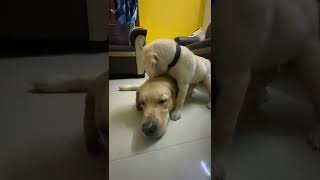 Baby dog Bella cute play with kio labrador puppy by Kio And Bella 4,203 views 1 year ago 1 minute, 30 seconds