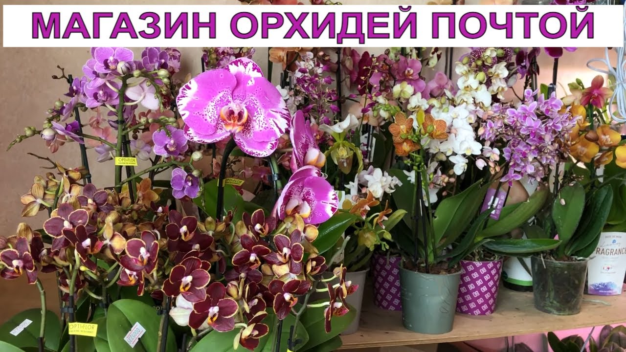 Магазин Орхидей Фото