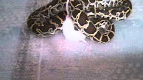 Burmese Python Feeding 2