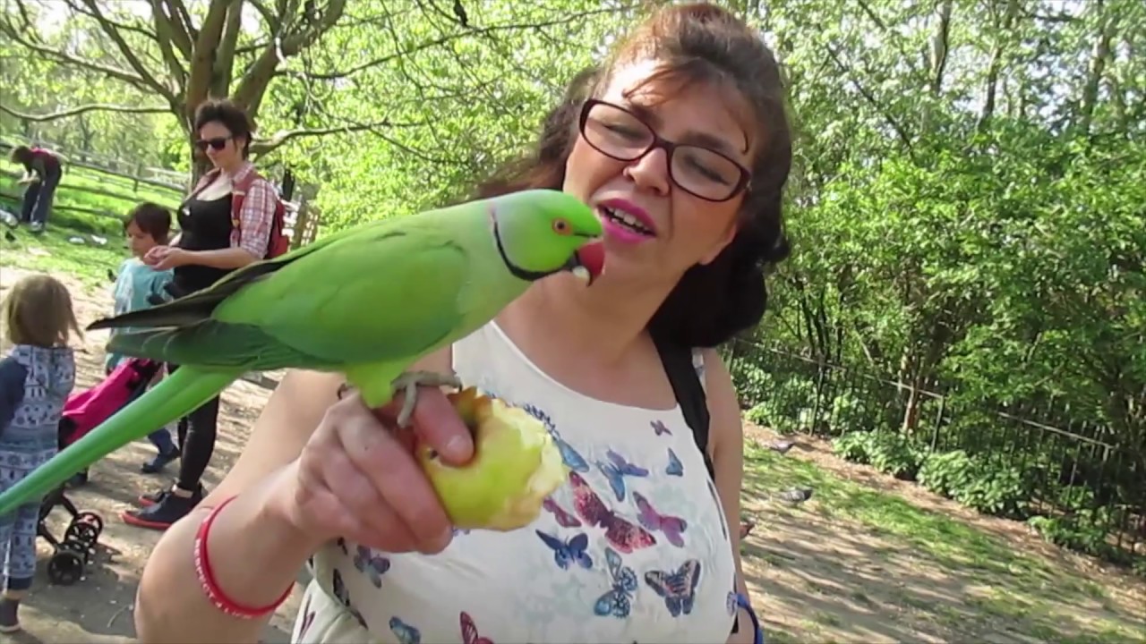 Cat Costa Un Papagal Micul Alexander Micul Alexander - hranim papagali in parc - YouTube