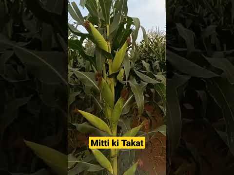 farming॥ sweet corn