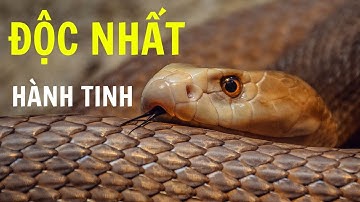 Loài Rắn Độc Nhất Thế Giới -  Gấp 50 Lần Rắn Hổ Mang | 5 Phút Hiểu