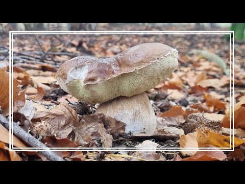 GRUDNIOWY BOROWIK ODNALEZIONY