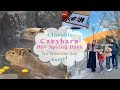 Capybara Hot Spring Bath at Izu Shaboten Zoo カピバラ温泉 伊豆シャボテン動物公園 Winter Break 2025 冬休み | OCHIKERON