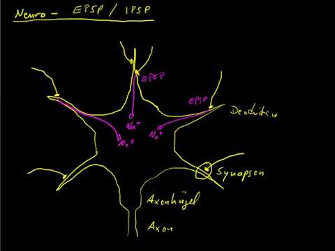 Video: Unterschied Zwischen Exzitatorischen Und Inhibitorischen Neurotransmittern