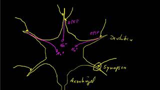 Nervensystem Teil 2: Aktionspotential & Synapse – Abi Special