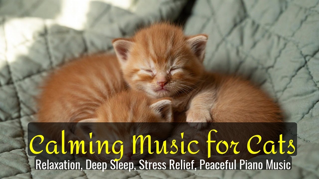 LIVE Cute Sleeping Cat Video for Stress Relief and Rest 😌 | Season 70