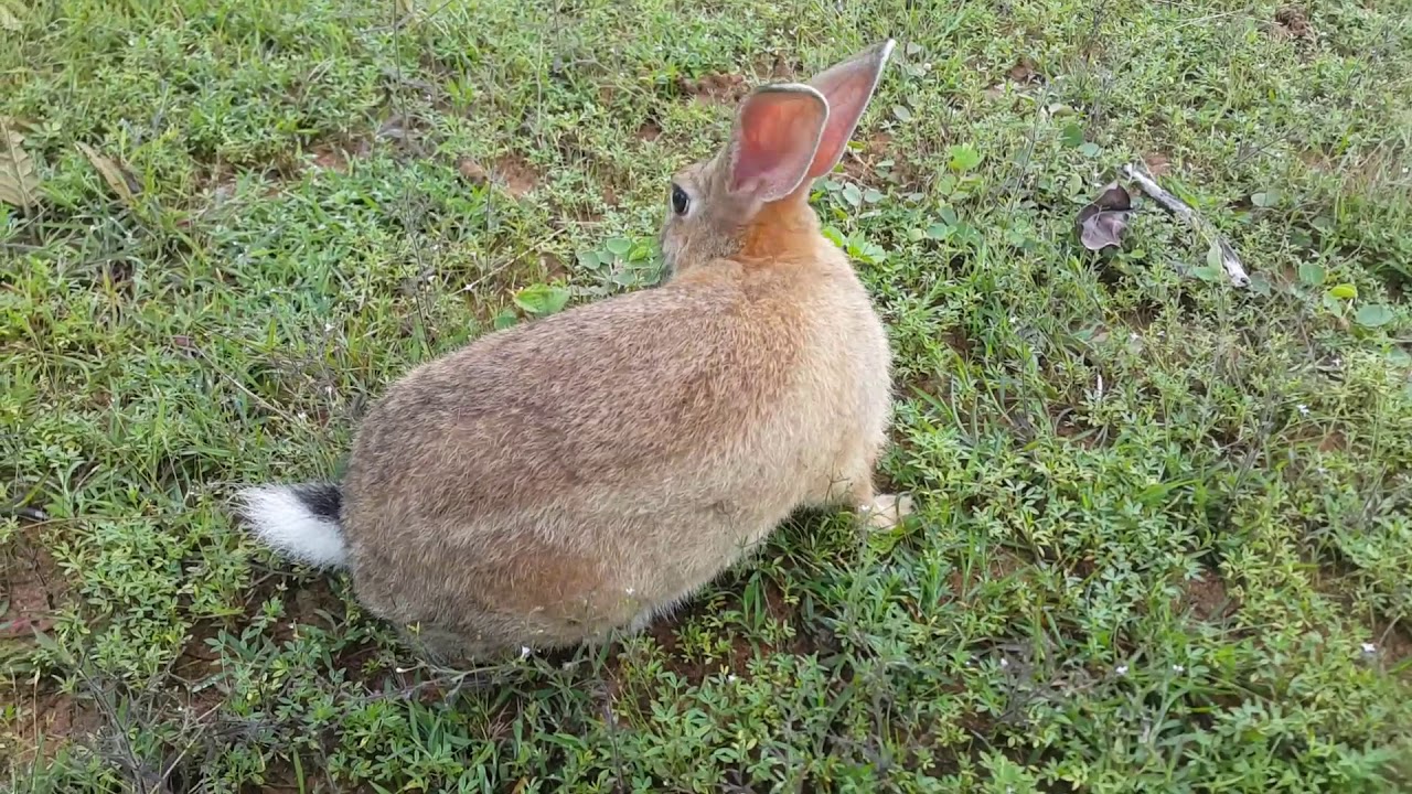 camera iphone 8 plus apk Rabbits