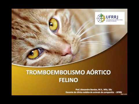 Video: Tromboembolia Aortica