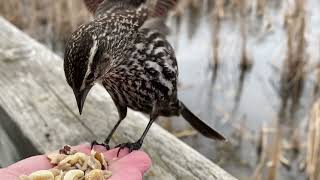 Hand-feeding Birds in Slow Mo - Red-winged Blackbird