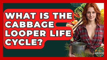 What Is The Cabbage Looper Life Cycle? - The World of Agriculture