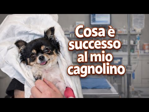 What happened to my dog ​​on New Year's Eve❤️‍🩹🐶👼🏼