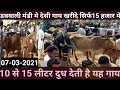 मंडी डबवाली|देसी गाय|mandi Dabwali |07-03-2021| khaana mandi|सुपर क्रास साहीवाल|hf|Jarsi|Gir