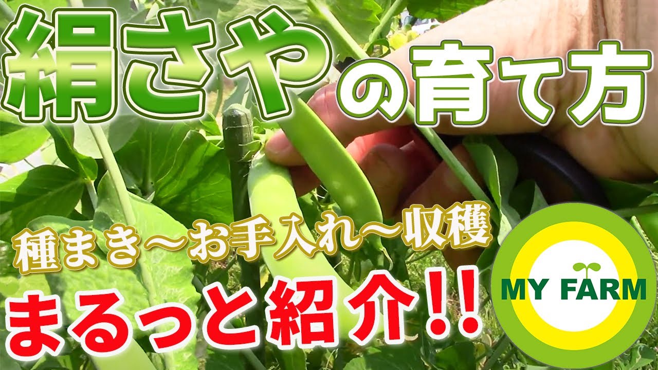 絹さや キヌサヤ の育て方 誘引のやり方もしっかり紹介 初心者向け野菜作りムービー Youtube