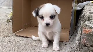 The barbershop has abandoned a puppy.