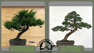 Chinese Juniper Re-Style! - Greenwood Bonsai