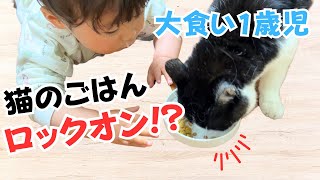 猫がご飯を食べてると息子が絶対邪魔しにきます【大食い1歳児】【赤ちゃんと猫】【子育て】 by ちっちきチャンネル 2,033 views 11 months ago 3 minutes, 54 seconds