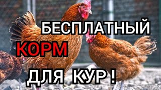 ✔ Зерно и Нужные Добавки для Яйценоскости Кур❗//Цены на Корма//Двухметровые Сугробы