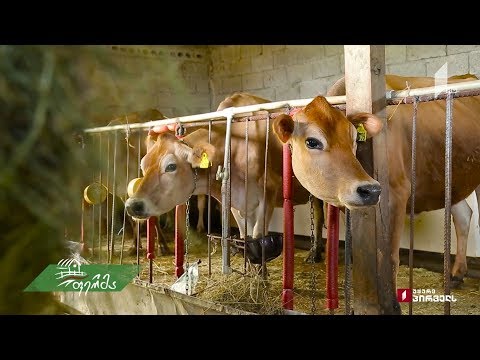 #ფერმა კომბინირებული საკვების წარმოება და გამოყენება