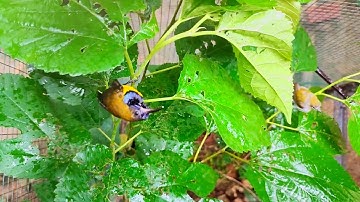 Update Aviary Mini setelah 5 bulan || Suasana aviary saat hujan