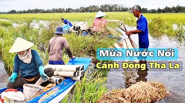 Mùa Nước Nổi Kênh  Tha La – Bà Con Mưu Sinh Trên Những Cánh Đồng Ngập Lũ