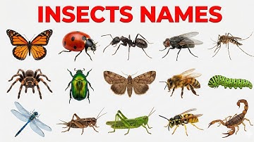 Insects Name in Hindi and English with Pictures | कीड़े मकोड़ों के नाम हिंदी और अंग्रेजी में #insect