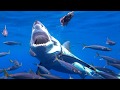 Great white shark cage diving Guadalupe Island