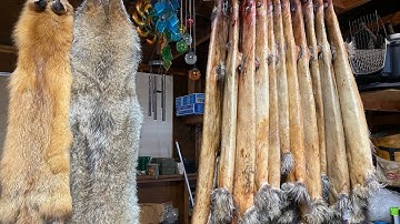 Coyote Fur Handling ........  Belly boards for Coyotes