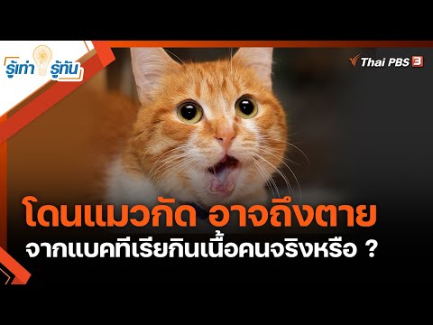 โดนแมวกัด อาจถึงตายจากแบคทีเรียกินเนื้อคนจริงหรือ ? : รู้เท่ารู้ทัน (7 มิ.ย. 64)