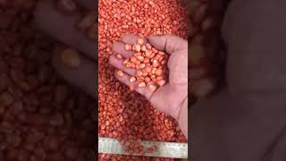Семена кукурузы ДН Хотин фао 280