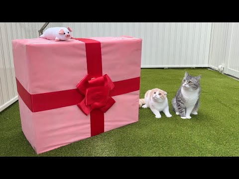 庭に誕生日プレゼントが置いてあったときの猫たちの反応がかわいすぎましたw