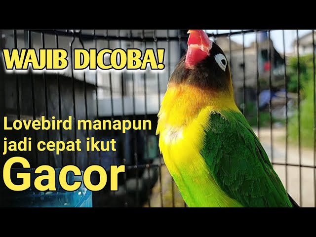 Bikin GACORDOR,, Dengar pancingan suara labet jantan ngekek panjang ini | masteran lovebird konslet class=