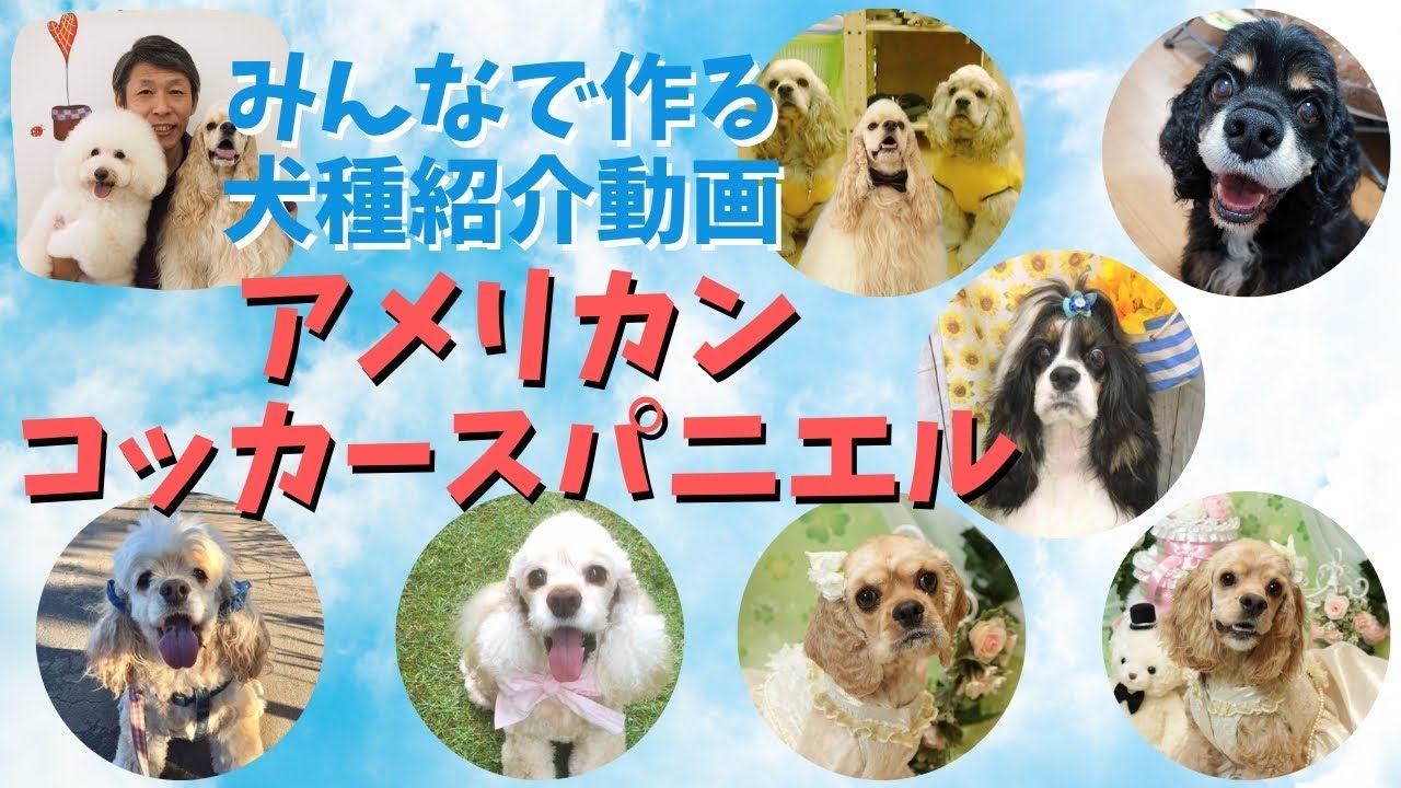アメリカンコッカースパニエルってどんな犬 飼ってみて分かった犬種の魅力 みんなで作る犬種紹介動画 Youtube