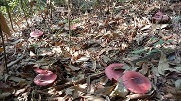 yos hav zoov cuab zij ntsib nceb 23.3.2022