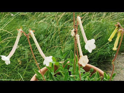 Video: Sinningia Gräulich