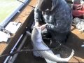 Stripers on the flats with Hookset Fishing