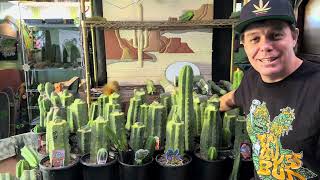 How To Graft Cactus 