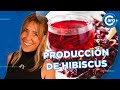 CÓMO SE HACE EL HIBISCUS - PULPA DE FRUTAS MARACUYA