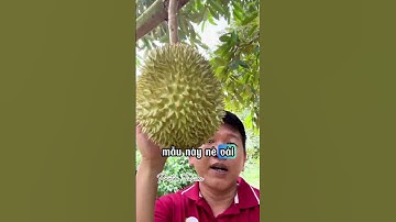 Chăm sóc sầu riêng giai đoạn trên 60 ngày #saurieng #durian #mientay #fruit