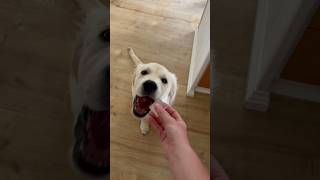 Giving Leah an Ice Cube a day🧊🐶 #goldenretriever #goldenretrieverpuppy  #puppy #puppycompilation