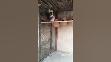 Fawn Java pair ready to start Breeding