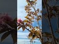 В Сириусе цветет сакура (вишня мелкопильчатая)!