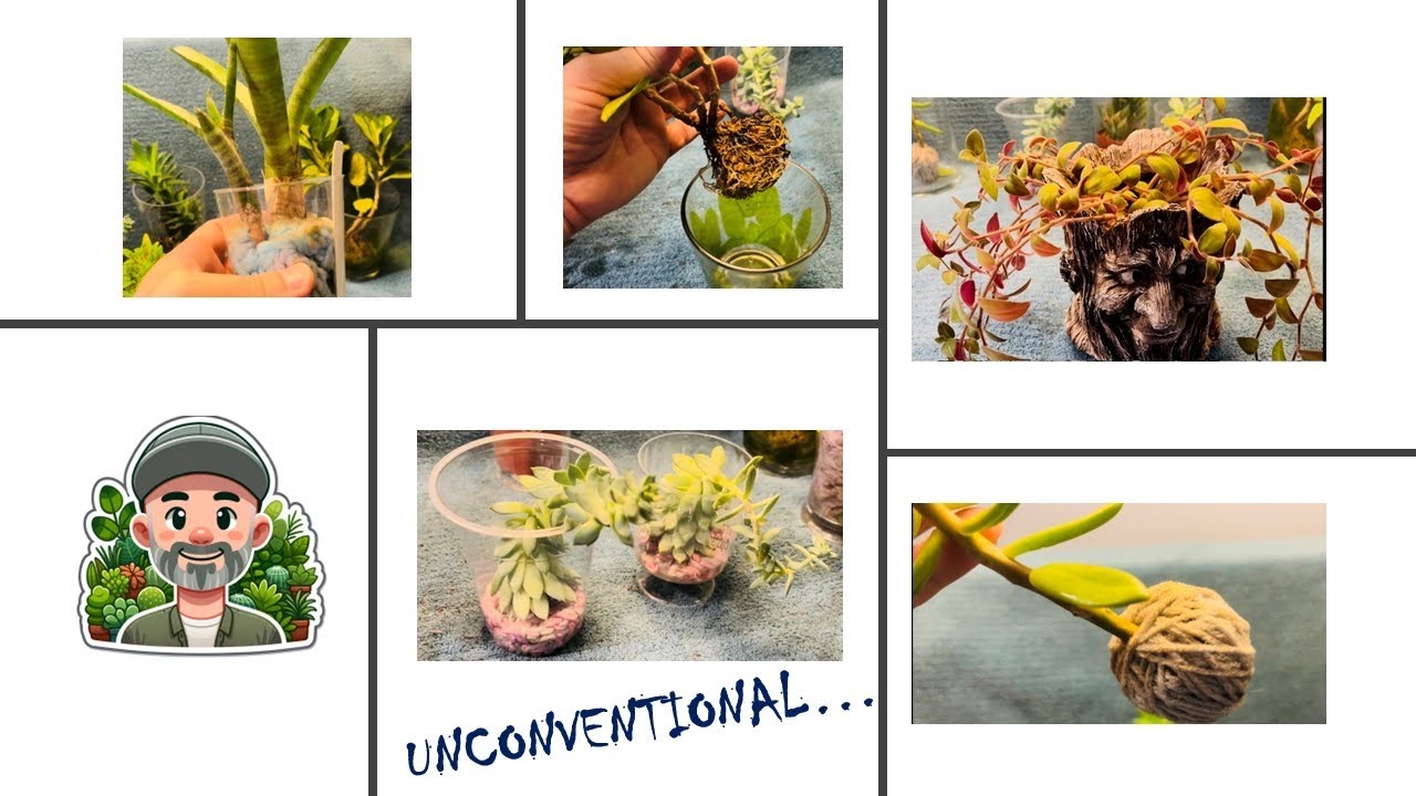 Unconventional Growing Methods For Houseplants!