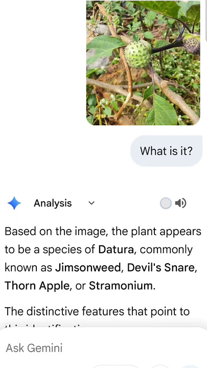 The Plant ☘️ that can Kill You