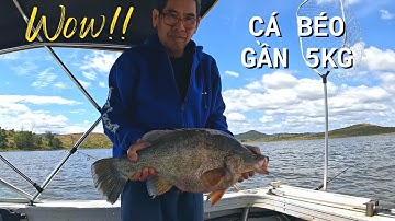 Câu Được Cá Béo Gần 5KG Ở Hồ Nước Ngọt - PB Yellow Belly Fish! | #39 | Đức Ở Úc Câu Cá