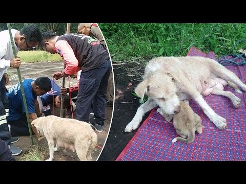 Mother Dog Cries For Human To Help Her Puppy