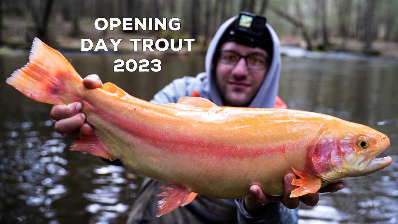 PA Opening Day Trout Fishing 2023! (GOLDEN RAINBOW) YouTube