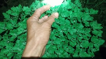 kĩ thuật trồng Hoa cúc mâm xôi, cách khống chế hoa cúc làm nụ