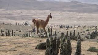 Guanaco en Las lomitas, parque nacional Pan de azúcar.