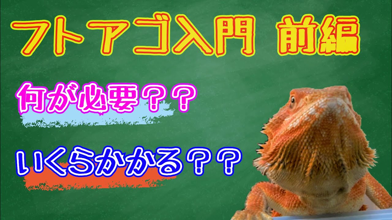 フトアゴヒゲトカゲ入門前編~飼育に必要な設備と費用~